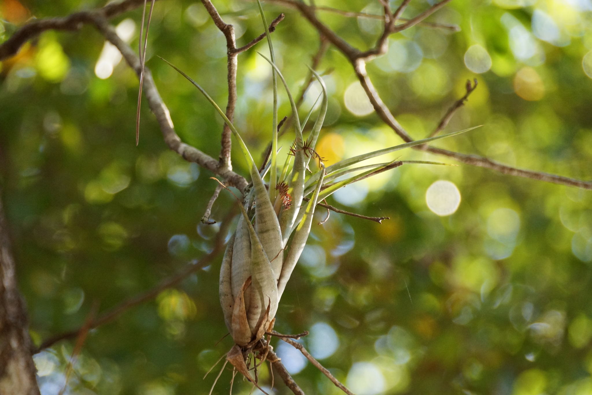 Tillandsia flexuosa